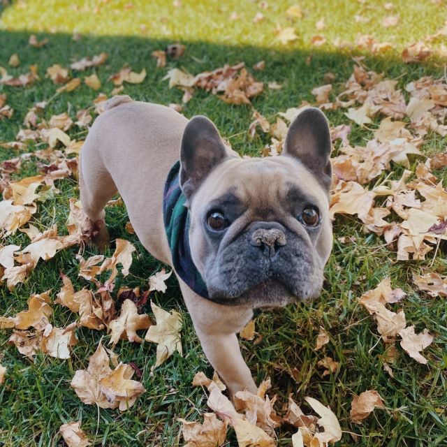 It's #nationalloveyourpetday and as always, we have some great Petnans to highlight! Our furry friends are great office buddies for our remote-first work!🐾