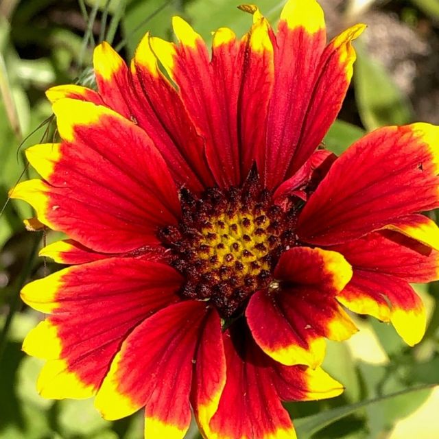 Last Thursday was #NationalGardeningDay and we were busy in our gardens this weekend. You might say we were as busy as bees🐝!

Share with us below what you've got growing this spring👇